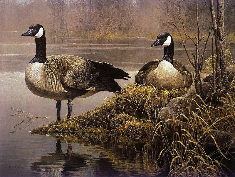 [Animal Art - Robert Bateman] Canada Goose pair (Branta canadensis) {!--캐나다기러기-->; DISPLAY FULL IMAGE.