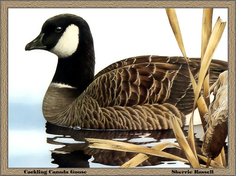 [Animal Art - Sherrie Russell] Canada Goose (Branta canadensis) {!--캐나다기러기-->; DISPLAY FULL IMAGE.