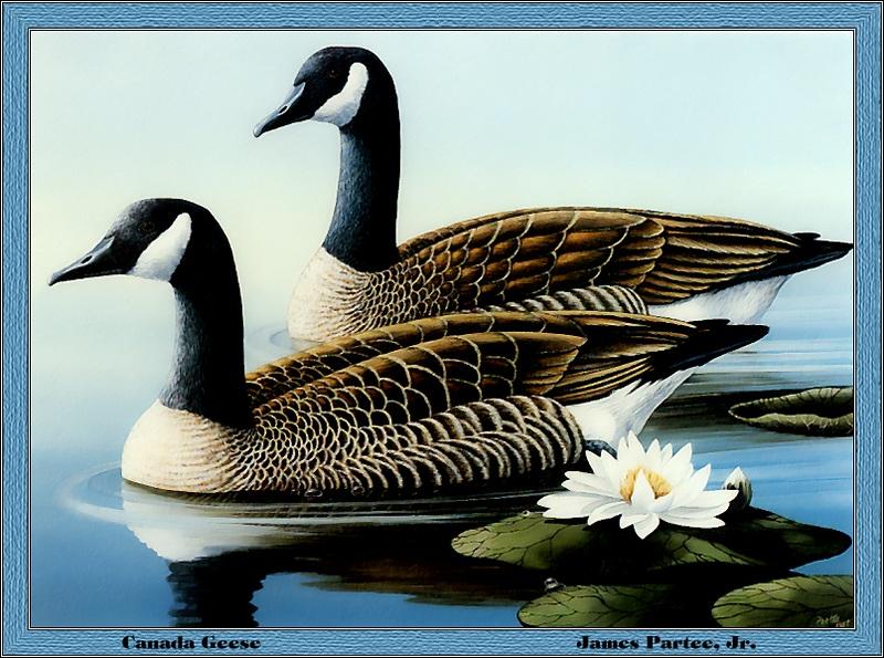 [Animal Art - James Partee Jr.] Canada Goose pair (Branta canadensis) {!--캐나다기러기-->; DISPLAY FULL IMAGE.