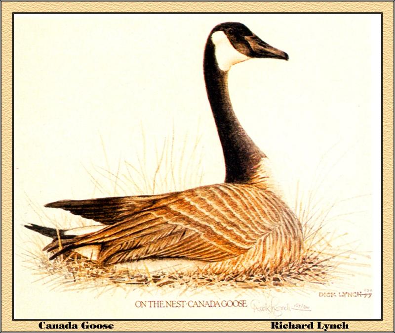 [Animal Art - Richard Lynch] Canada Goose (Branta canadensis) {!--캐나다기러기-->; DISPLAY FULL IMAGE.
