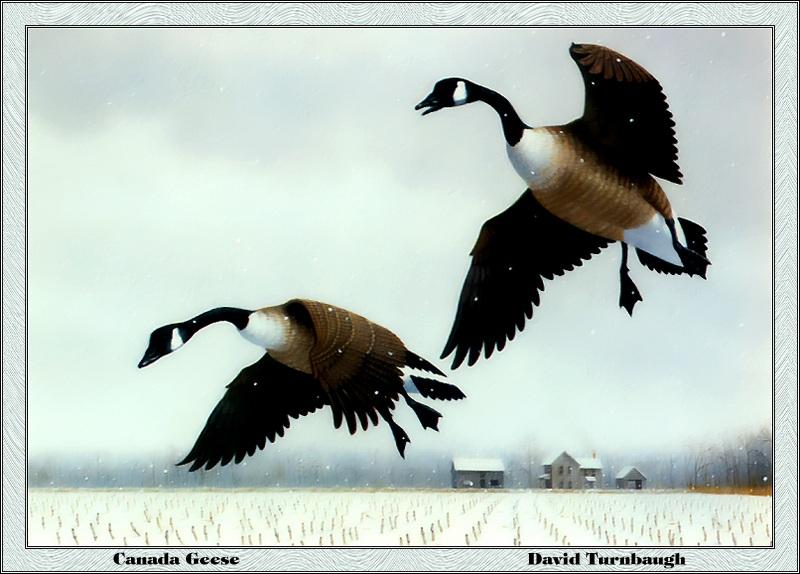 [Animal Art - David Turnbaugh] Canada Goose pair (Branta canadensis) {!--캐나다기러기-->; DISPLAY FULL IMAGE.