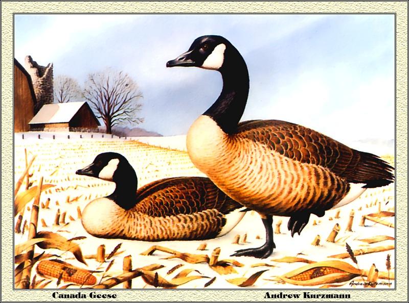 [Animal Art - Andrew Kurzmann] Canada Goose pair (Branta canadensis) {!--캐나다기러기-->; DISPLAY FULL IMAGE.