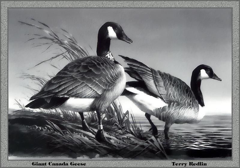 [Animal Art - Terry R. Redlin] Canada Goose pair (Branta canadensis) {!--캐나다기러기-->; DISPLAY FULL IMAGE.
