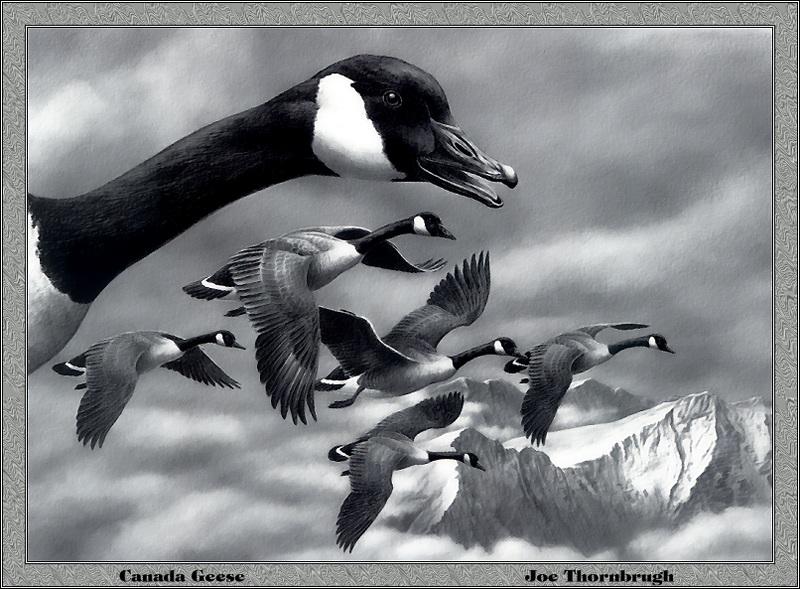 [Animal Art - Joe Thorabrugh] Canada Geese in flight (Branta canadensis) {!--캐나다기러기-->; DISPLAY FULL IMAGE.