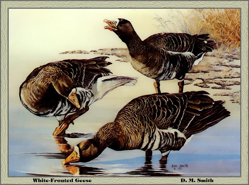 [Animal Art - D. M. Smith] Greater White-fronted Geese (Anser albifrons) {!--쇠기러기-->; DISPLAY FULL IMAGE.
