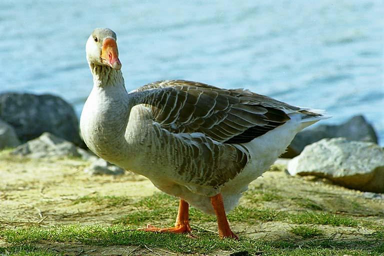 Swan Goose (Anser cygnoides) {!--중국거위-->; Image ONLY
