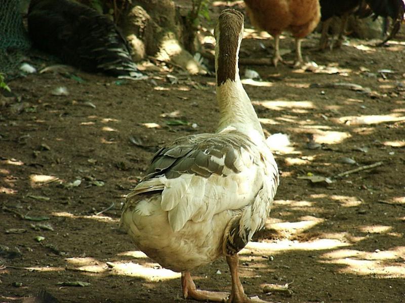 Domestic Chinese Goose (Anser cygnoides) {!--중국거위-->; DISPLAY FULL IMAGE.