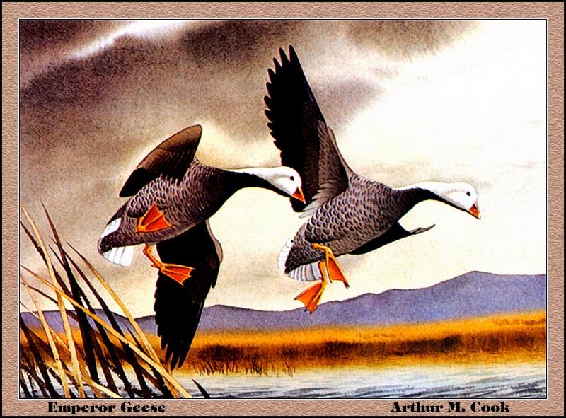 [Animal Art - Arthur M. Cook] Emperor Goose pair landing (Chen canagica) {!--흰머리기러기-->; DISPLAY FULL IMAGE.