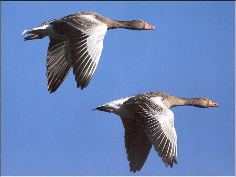 Greylag Goose pair in flight (Anser anser) {!--회색기러기-->; DISPLAY FULL IMAGE.