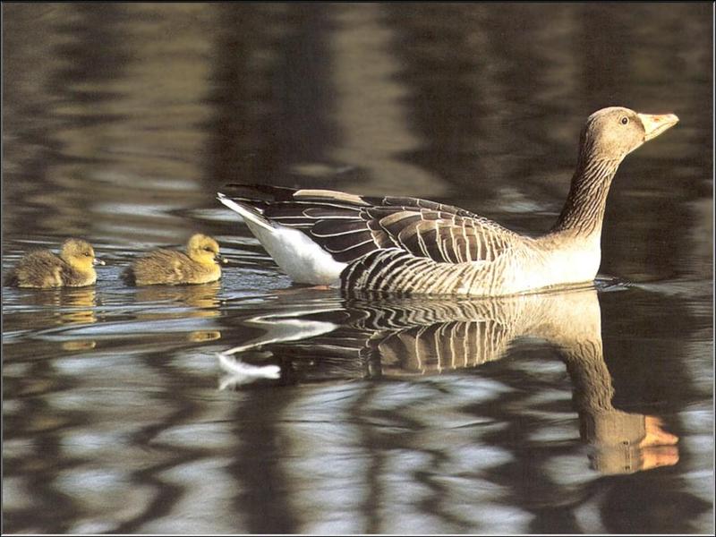 Greylag Goose and goslings (Anser anser) {!--회색기러기-->; DISPLAY FULL IMAGE.