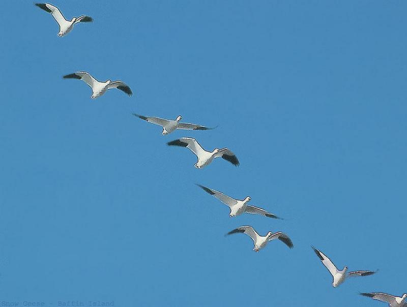 Snow Goose flock in flight (Chen caerulescens) {!--흰기러기-->; DISPLAY FULL IMAGE.