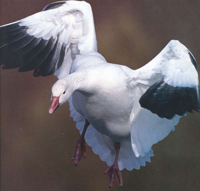Snow Goose (Chen caerulescens) {!--흰기러기-->; DISPLAY FULL IMAGE.