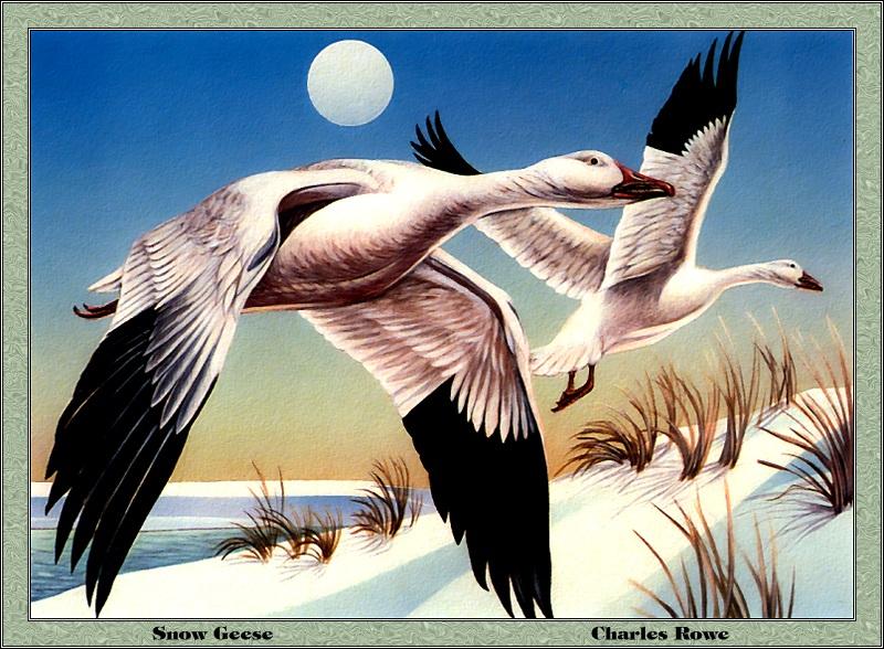 [Animal Art - Charles Rowe] Snow Geese in flight (Chen caerulescens) {!--흰기러기-->; DISPLAY FULL IMAGE.
