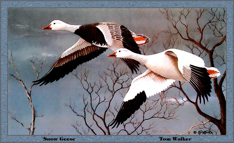 [Animal Art - Tom Walker] Snow Geese in flight (Chen caerulescens) {!--흰기러기-->; DISPLAY FULL IMAGE.