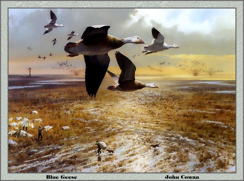 [Animal Art - John Cowan] Snow Geese in flight (Chen caerulescens) {!--흰기러기-->; DISPLAY FULL IMAGE.