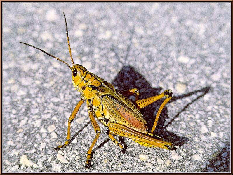 Grasshopper {!--메뚜기-->; DISPLAY FULL IMAGE.
