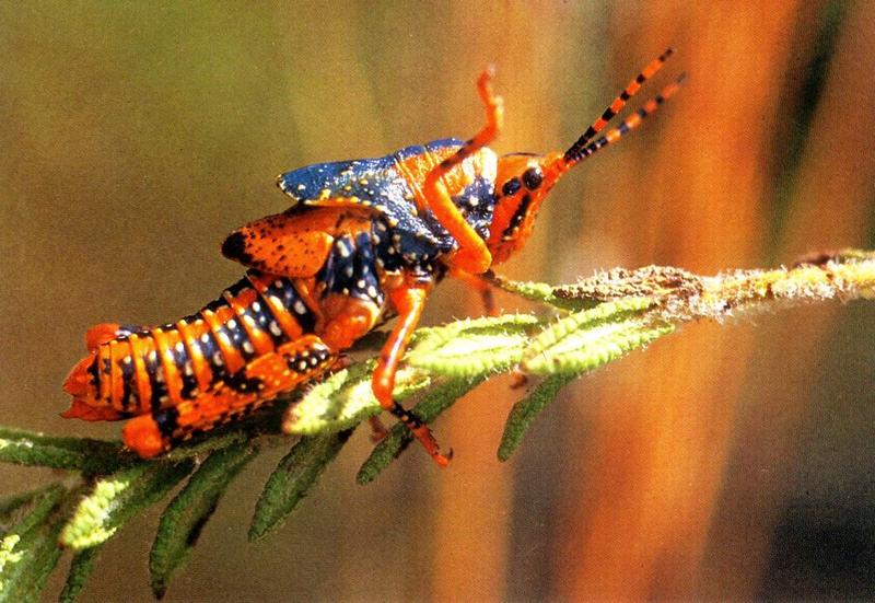 Paradise Grasshopper {!--메뚜기-->; DISPLAY FULL IMAGE.