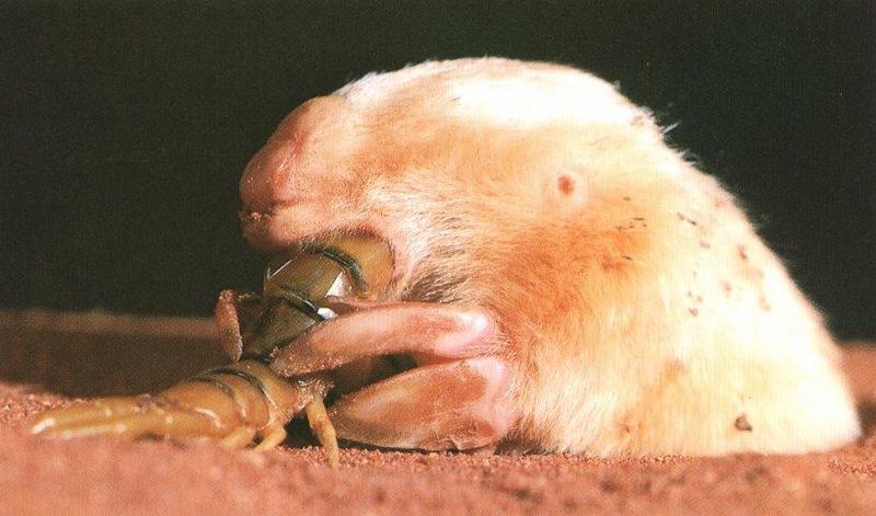 Southern Marsupial Mole (Notoryctes typhlops) {!--남부주머니두더지-->; DISPLAY FULL IMAGE.