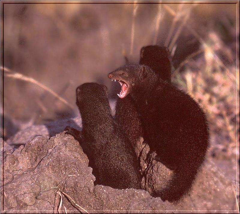Dwarf Mongoose group (Helogale parvula) {!--난쟁이몽구스-->; DISPLAY FULL IMAGE.