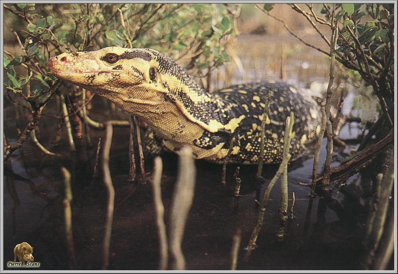 Komodo Dragon, Komodo Island Monitor (Varanus komodoensis) {!--코모도왕도마뱀-->; DISPLAY FULL IMAGE.