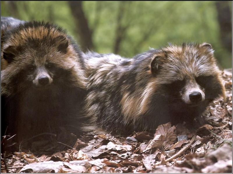Raccoon Dogs (Nyctereutes procyonoides) {!--너구리-->; DISPLAY FULL IMAGE.