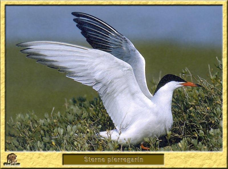 Common Tern (Sterna hirundo) {!--제비갈매기-->; DISPLAY FULL IMAGE.