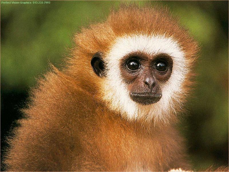 Can anybody ID what is this  Monkey (Gibbon?) {!--원숭이-->; DISPLAY FULL IMAGE.