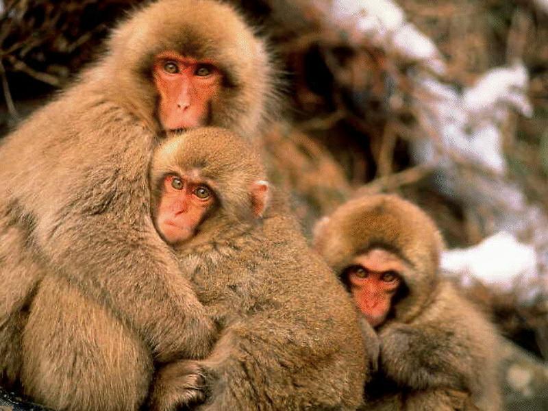 Japanese Macaque, Snow Monkey (Macaca fuscata) {!--일본원숭이-->; DISPLAY FULL IMAGE.