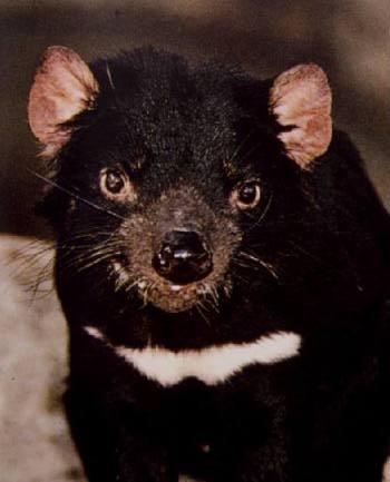 Tasmanian Devil (Sarcophilus laniarius) {!--태즈메이니아주머니곰-->; Image ONLY