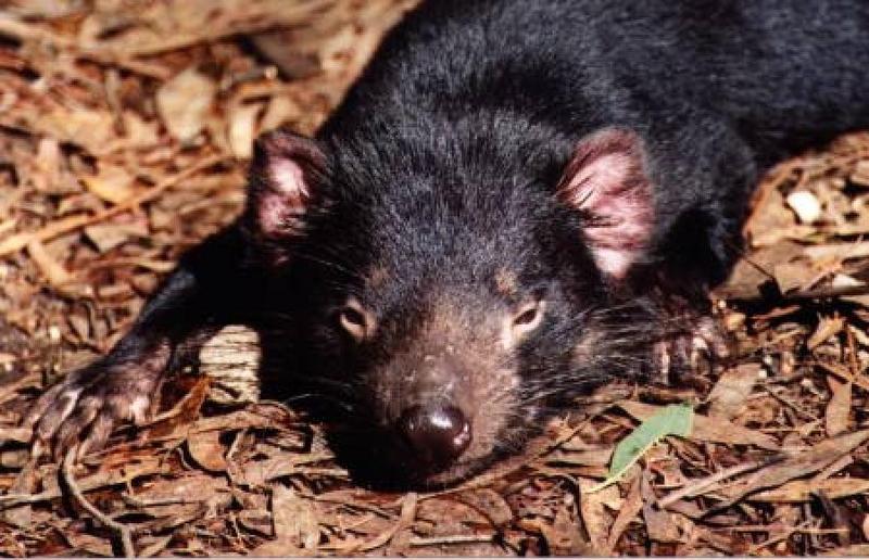 Tasmanian Devil (Sarcophilus laniarius) {!--태즈메이니아주머니곰-->; DISPLAY FULL IMAGE.