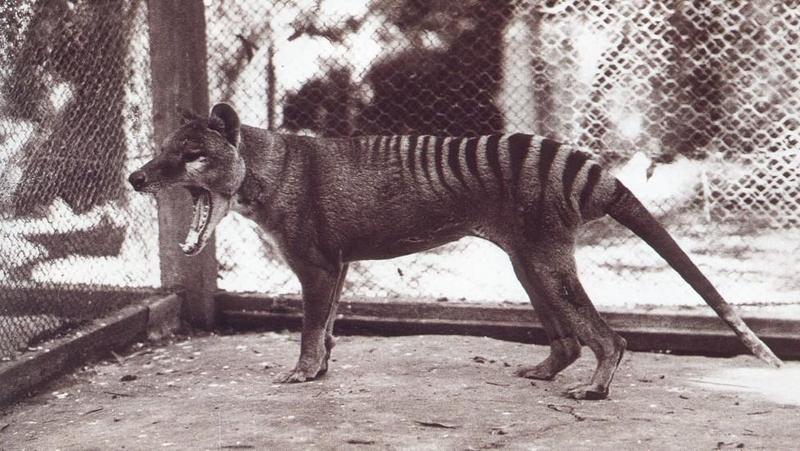 Thylacine, Tasmanian Wolf, Tasmanian Tiger (Thylacinus cynocephalus) {!--주머니늑대-->; DISPLAY FULL IMAGE.