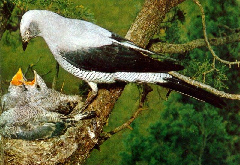 Ground Cuckooshrike (Coracina maxima) {!--큰때까치사촌(호주)-->; DISPLAY FULL IMAGE.