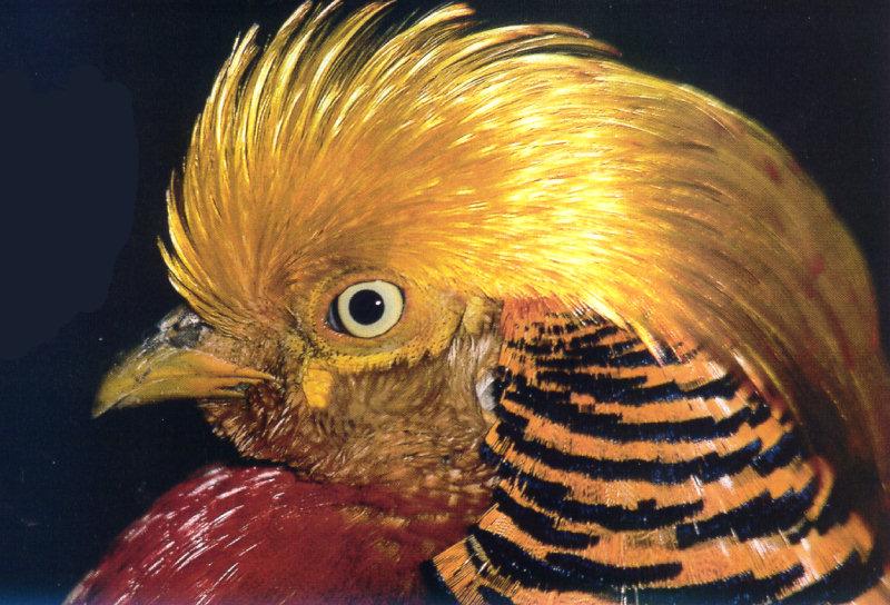 Golden Pheasant (Chrysolophus pictus) {!--금계(金鷄)-->; DISPLAY FULL IMAGE.