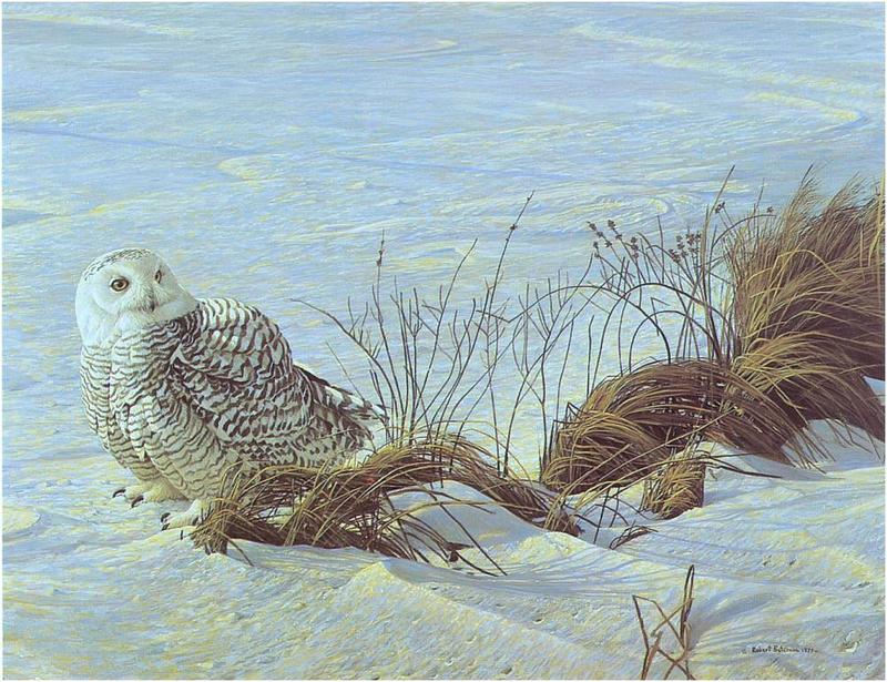 [Animal Art - Robert Bateman] Snowy Owl (Nyctea scandiaca) {!--흰올빼미-->; DISPLAY FULL IMAGE.