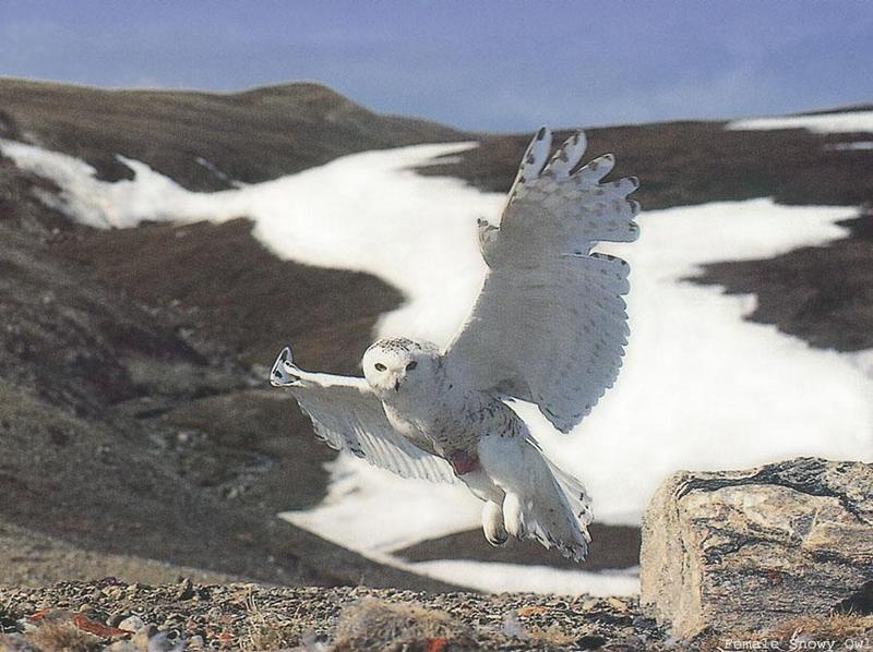 Snowy Owl in flight (Nyctea scandiaca) {!--흰올빼미-->; DISPLAY FULL IMAGE.