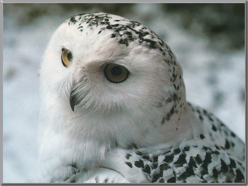 Snowy Owl (Nyctea scandiaca) {!--흰올빼미-->; DISPLAY FULL IMAGE.