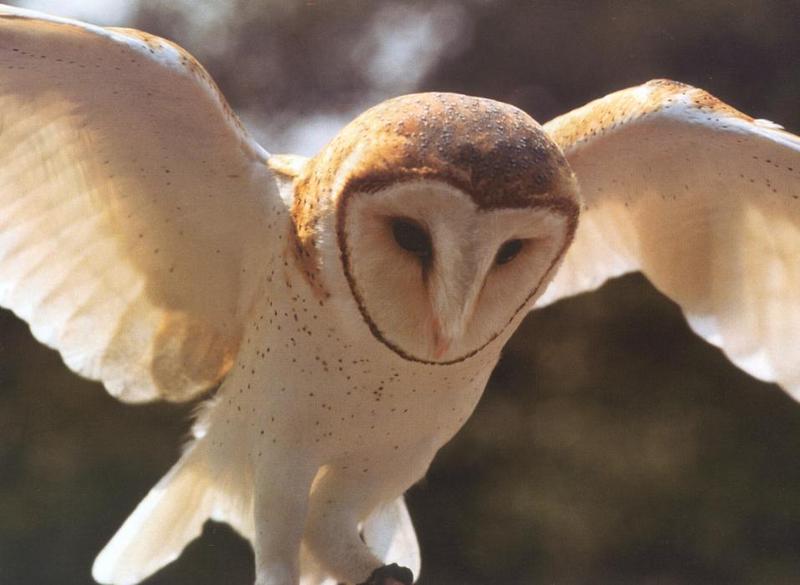 Barn Owl (Tyto alba) {!--가면올빼미-->; DISPLAY FULL IMAGE.