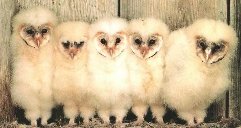 Barn Owl chicks (Tyto alba) {!--가면올빼미-->; DISPLAY FULL IMAGE.