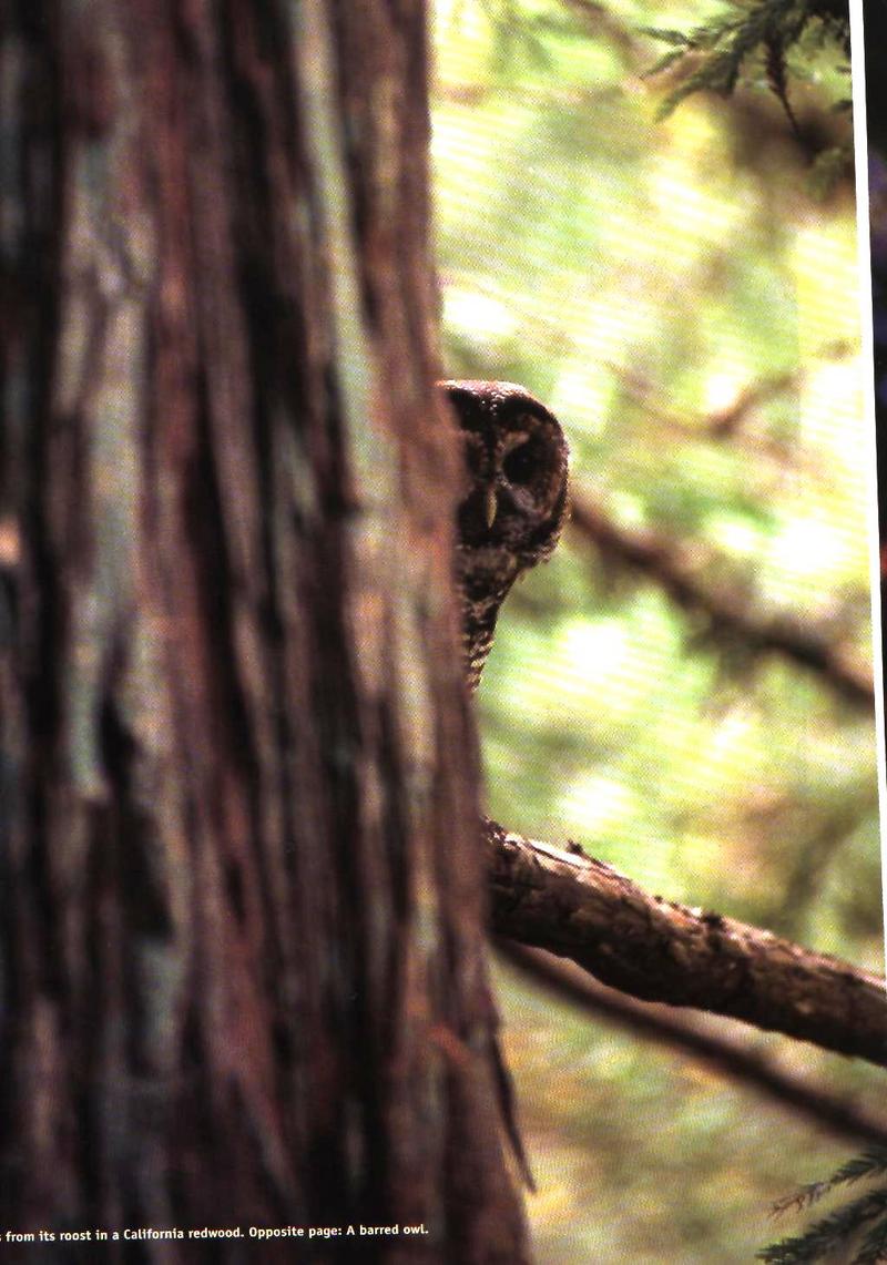 Barred Owl (Strix varia) {!--줄무늬올빼미-->; DISPLAY FULL IMAGE.