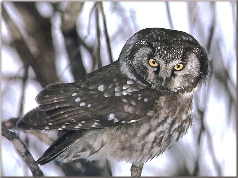Boreal Owl (Aegolius funereus) {!--북방올빼미-->; DISPLAY FULL IMAGE.