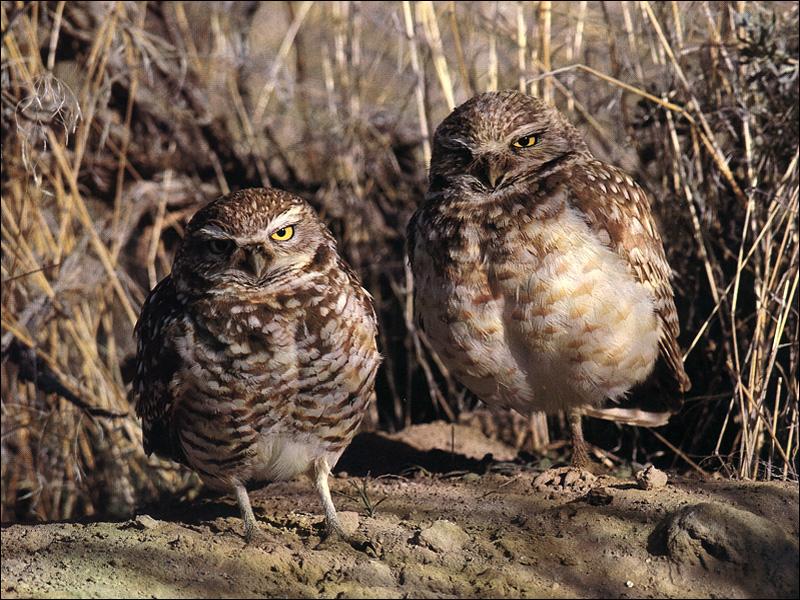 Burrowing Owls (Athene cunicularia) {!--가시올빼미(광부올빼미,굴파기올빼미)-->; DISPLAY FULL IMAGE.