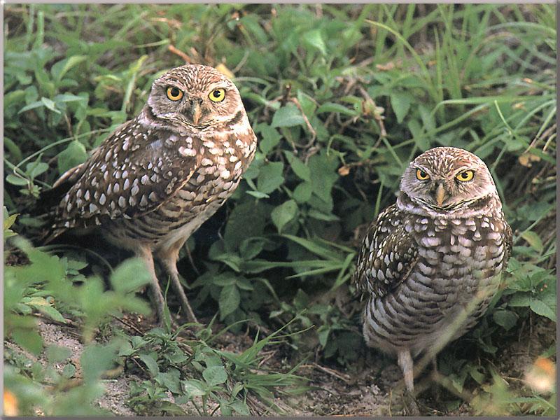 Burrowing Owl pair (Athene cunicularia) {!--가시올빼미(광부올빼미,굴파기올빼미)-->; DISPLAY FULL IMAGE.