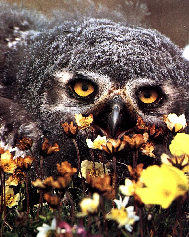 Burrowing Owl chick (Athene cunicularia) {!--가시올빼미(광부올빼미,굴파기올빼미)-->; DISPLAY FULL IMAGE.