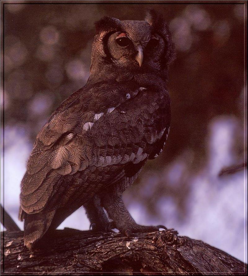 Verreaux's Eagle Owl chick (Bubo lacteus) {!--큰수리부엉이-->; DISPLAY FULL IMAGE.