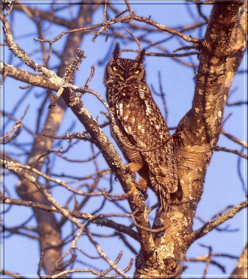 Spotted Eagle Owl (Bubo africanus) {!--점박이수리부엉이-->; DISPLAY FULL IMAGE.