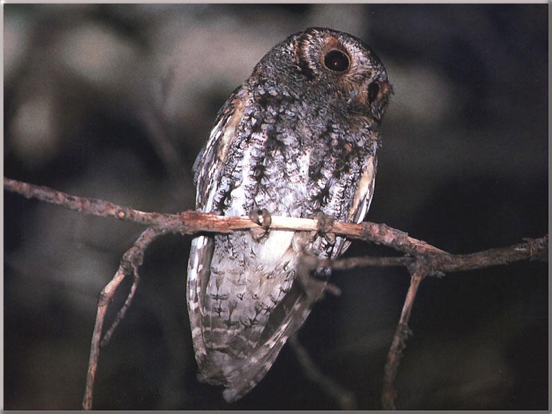 Flammulated Owl (Otus flammeolus) {!--불꽃올빼미/신대륙서부소쩍새-->; DISPLAY FULL IMAGE.