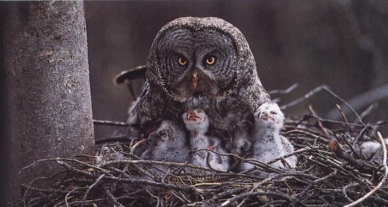 Great Grey Owl & chicks on nest (Strix nebulosa) {!--큰회색올빼미-->; DISPLAY FULL IMAGE.