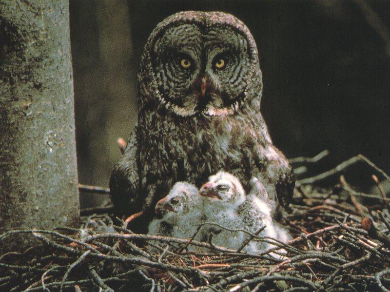 Great Grey Owl & owlets (Strix nebulosa) {!--큰회색올빼미-->; DISPLAY FULL IMAGE.