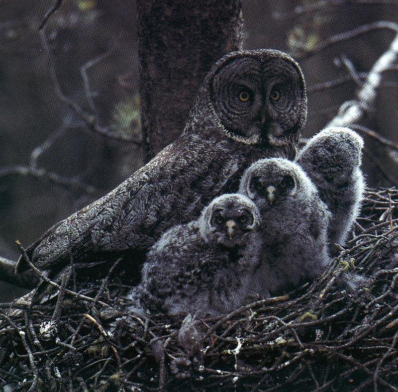 Great Grey Owl & chicks (Strix nebulosa) {!--큰회색올빼미-->; DISPLAY FULL IMAGE.