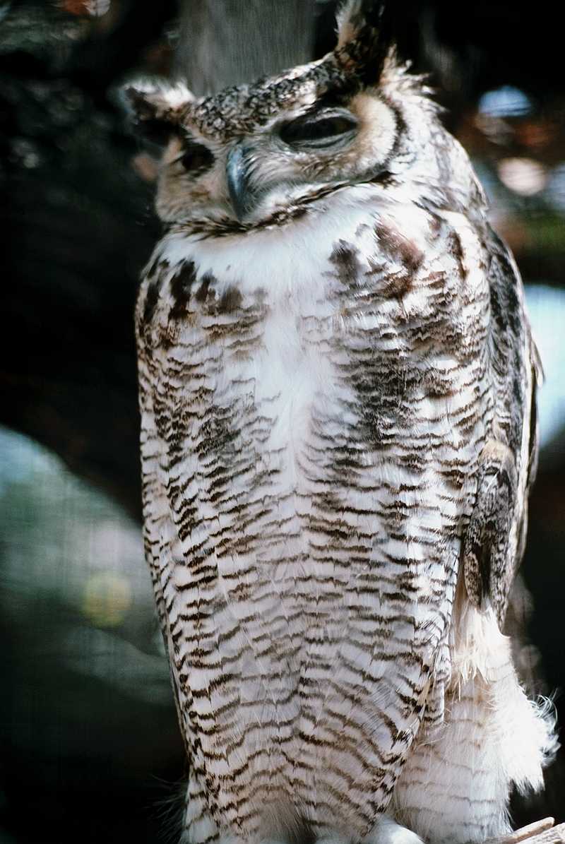 Great Horned Owl (Bubo virginianus) {!--큰뿔부엉이/아메리카수리부엉이-->; DISPLAY FULL IMAGE.